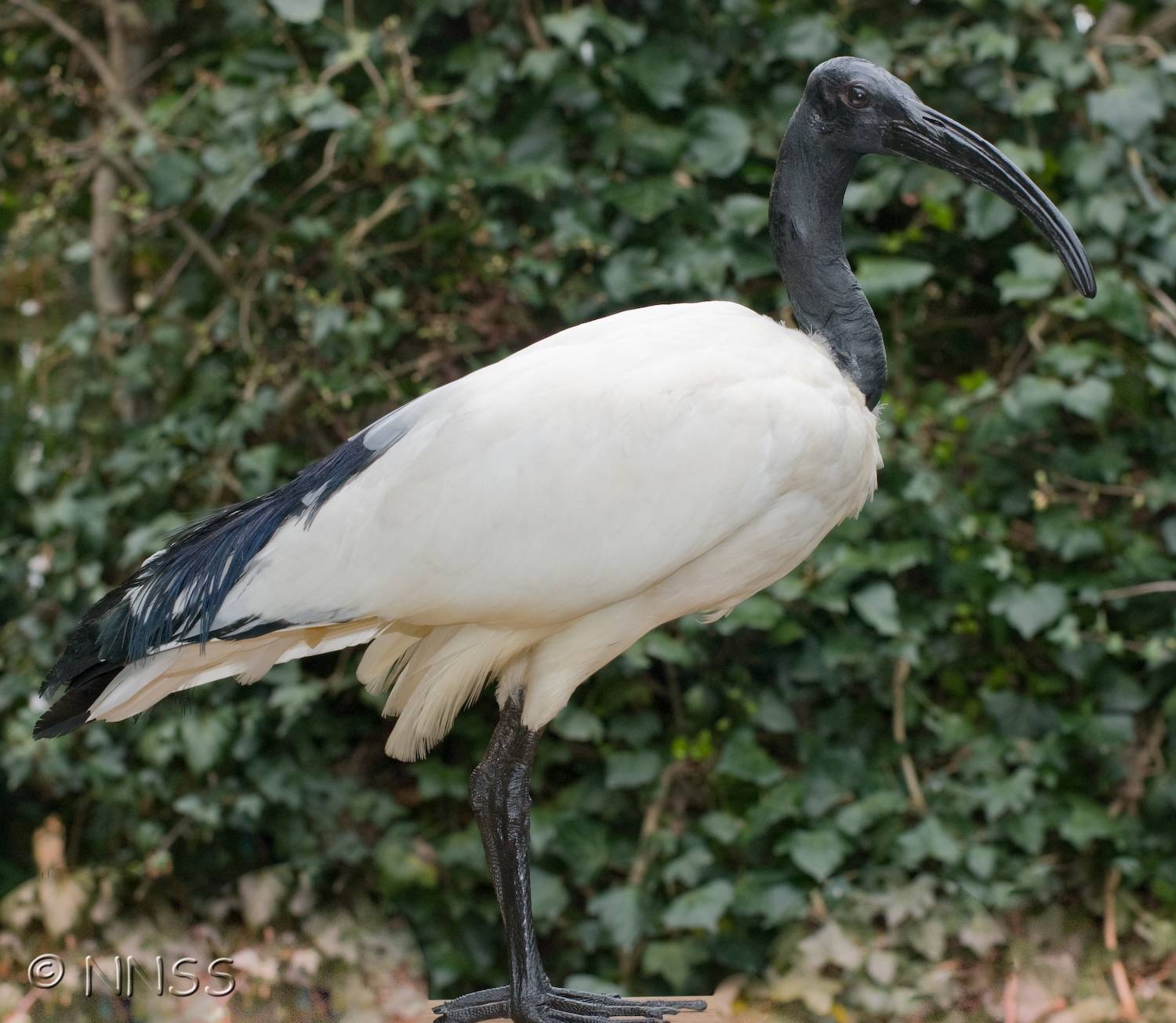 Sacred Ibis